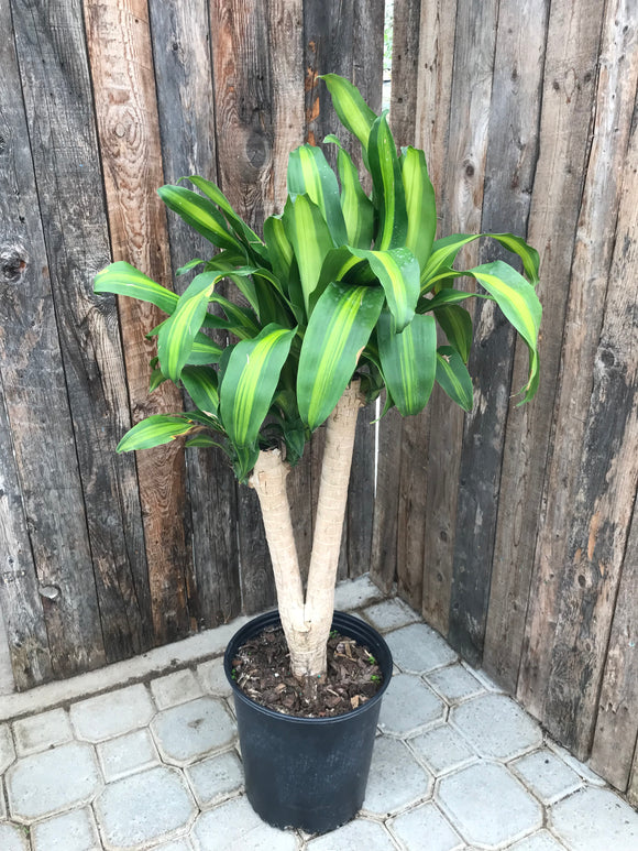 Dracaena - Mass Stump