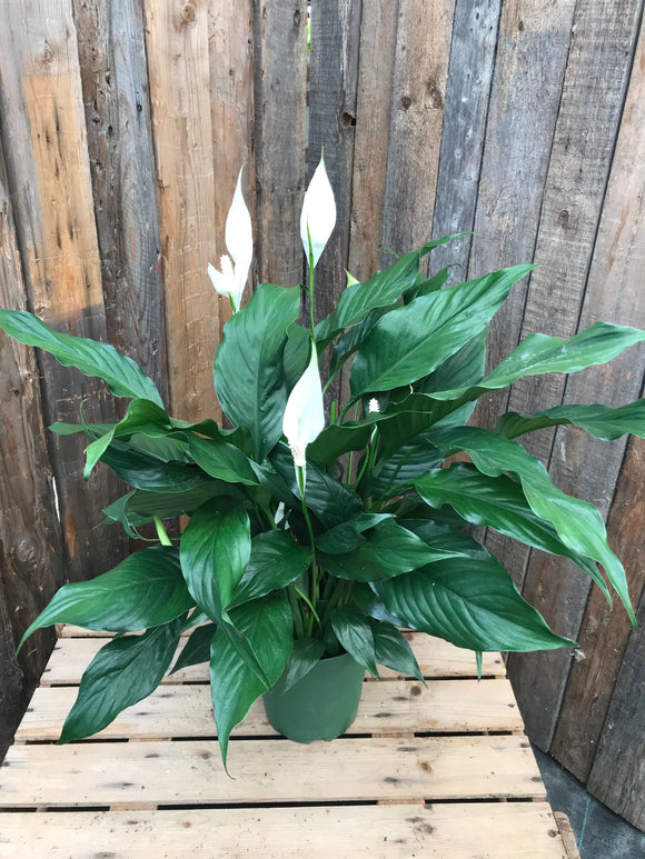 deluxe peace lily Peace Lily