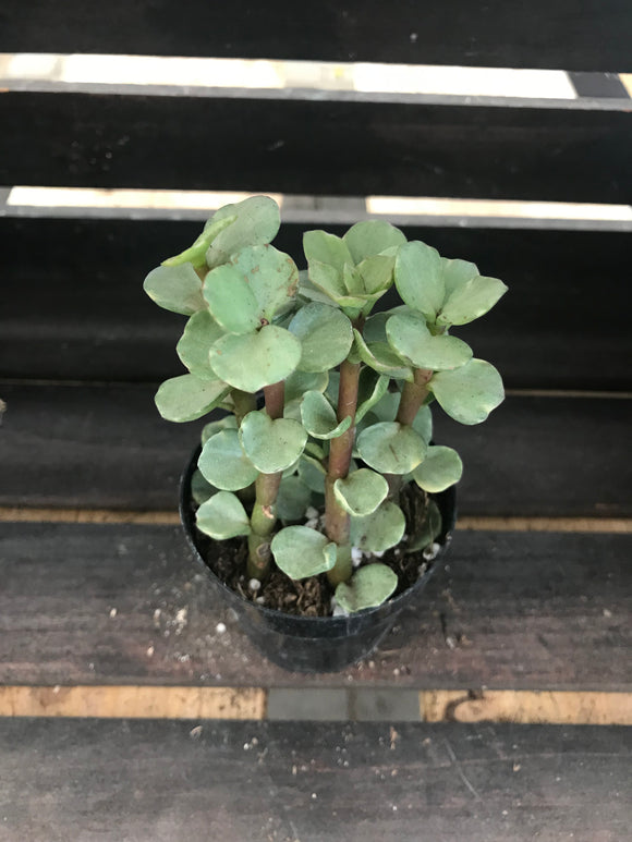 Portulacaria Afra Variegata
