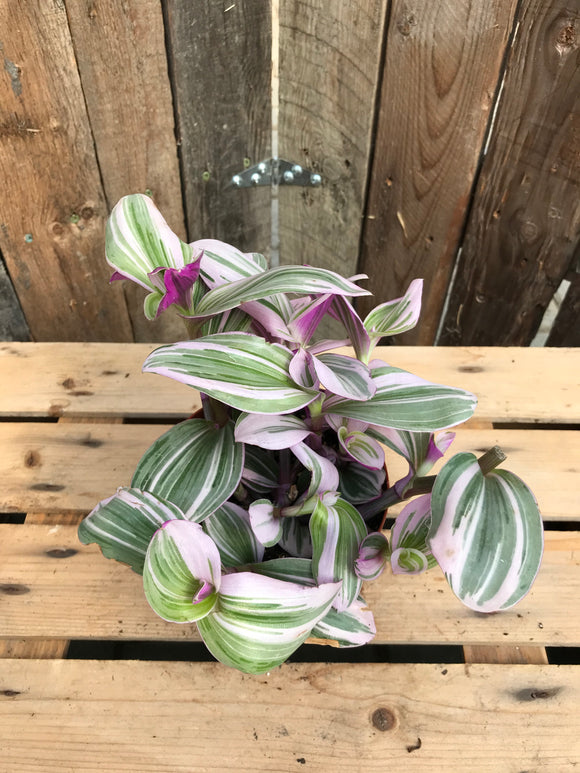 Wandering Jew - Nanouk