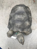 Turtle Decor
