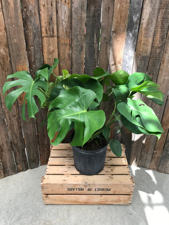 Philodendron - Monstera Deliciosa (Split Leaf Philodendron) 10
