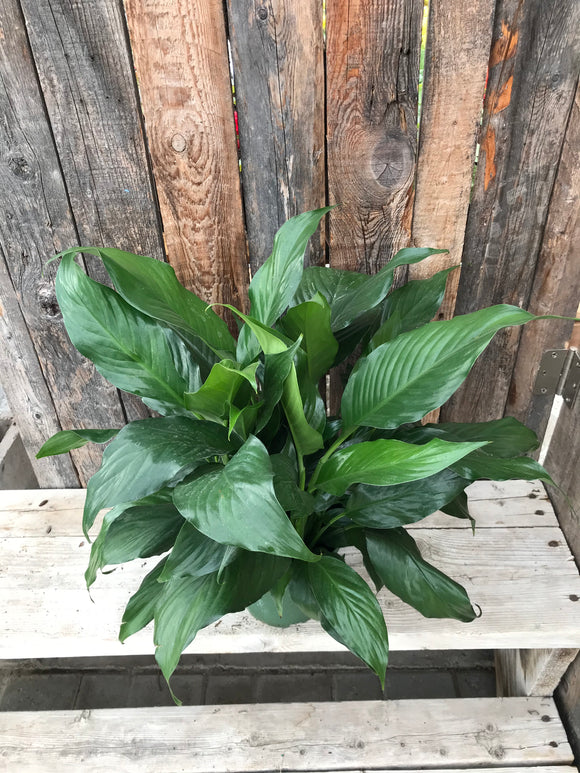 Peace Lily - Premium