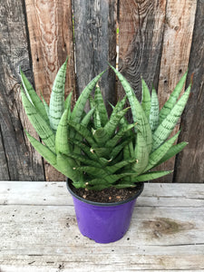 Sansevieria - Tough Lady