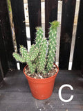 Cactus assorted 3.25"