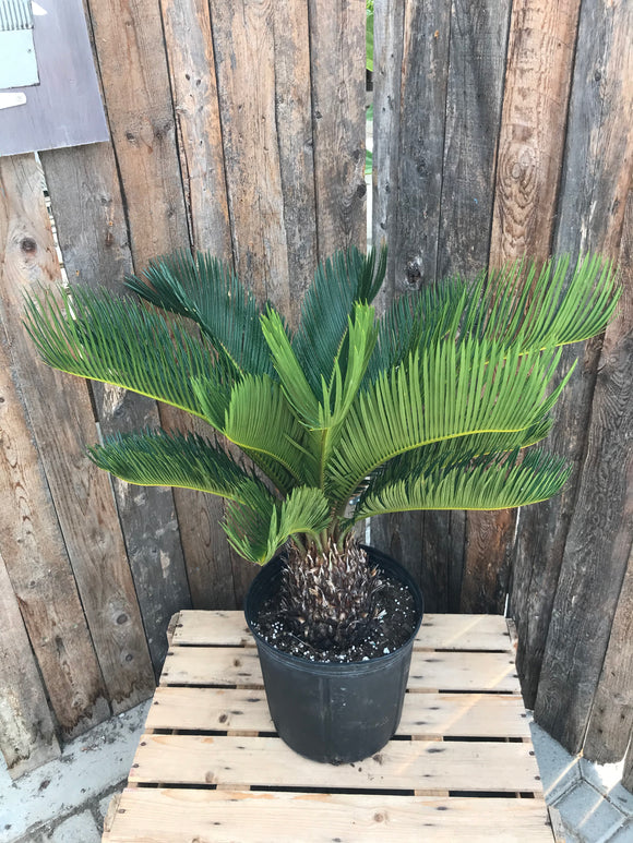 Palm - Sago (Assorted sizes)