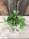 Sensitive Plant - Mimosa