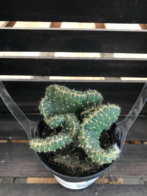Crested Cactus - Emerald Idol