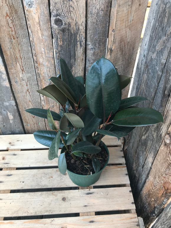 Ficus Elastica (Rubber Plant) - Burgundy