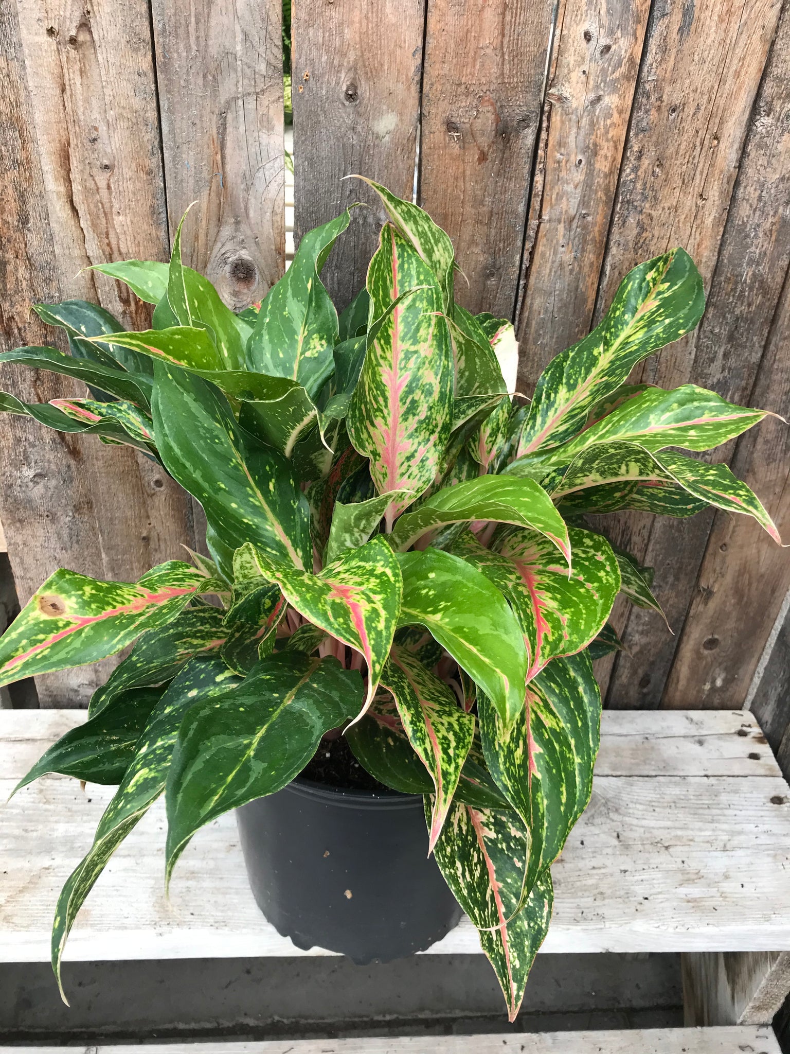 aglaonema assorted Aglaonema (Chinese Evergreen)