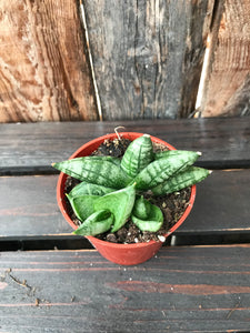 Sansevieria - Dwarf Boncel Starfish