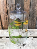 Cloche - Large Glass Dragonfly