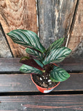 Calathea - Assorted