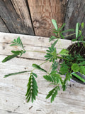 Sensitive Plant - Mimosa