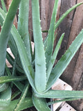 Aloe Vera - Medicine Plant 10"