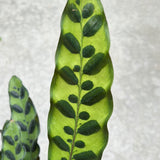 Calathea - Lancifolia 6"