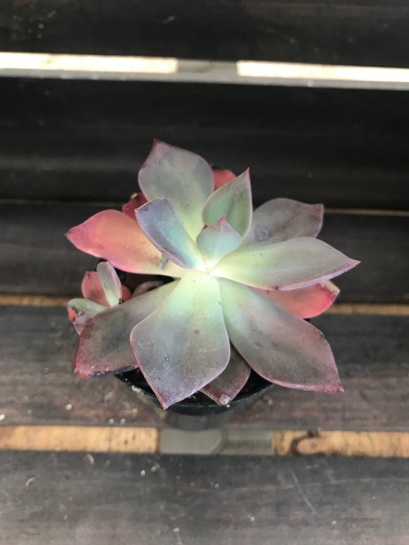 Echeveria - Jessica