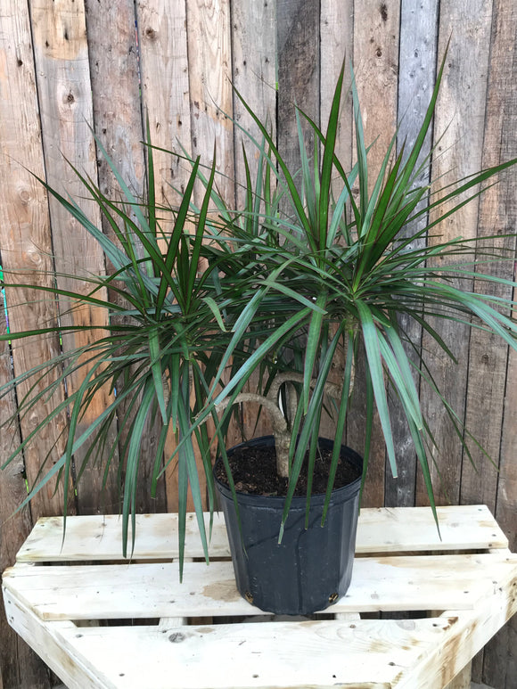 dracaena marginata candelabra Dracaena