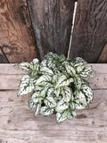 Polka Dot Plant - Assorted Colours