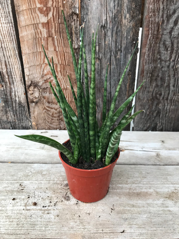 Sansevieria - Mikado Fernwood