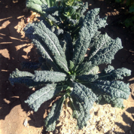 Kale - Lacinato (Seeds)
