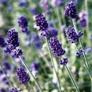Lavender - Vincenza Blue (Seeds)