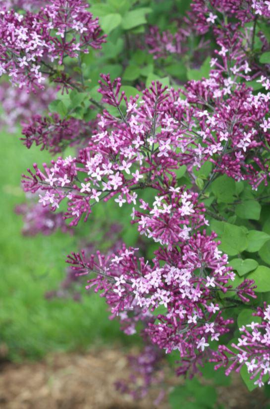 Lilac - Bloomerang Dark Purple