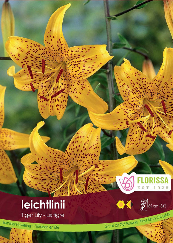 Lily Tiger - Leichtlinii Yellow