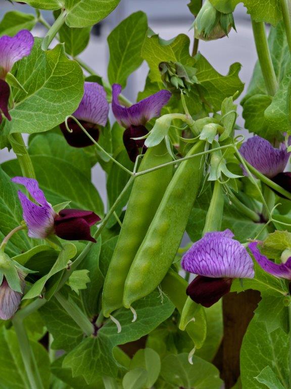 Pea (Snow Peas) - Little Purple (Seeds)