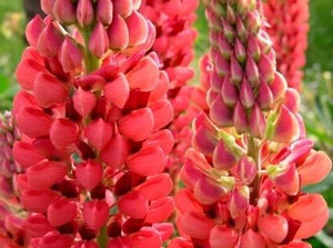 Lupins - Russell's Hybrids Red (Seeds)