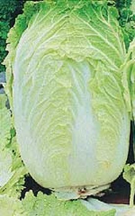 Cabbage - Michihli Chinese (Seeds)