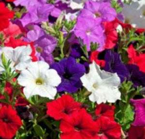 Petunia - Mixed Cascade (Seeds)