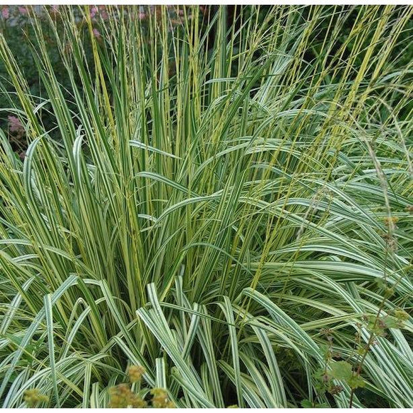Ornamental Grass - Molinia Variegata