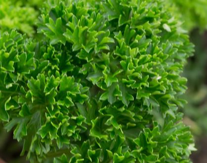 Parsley - Moss Curled Organic (Seeds)