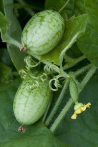 Cucumber - Mouse Melon (Cucamelon) (Seeds)