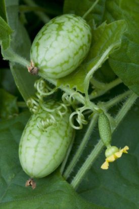 Cucumber - Mouse Melon (Cucamelon) (Seeds)