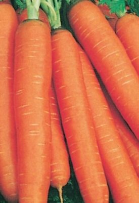 Carrot - Nantes Coreless (Seeds)