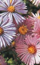 Native Wildflower - New England Aster (Seeds)