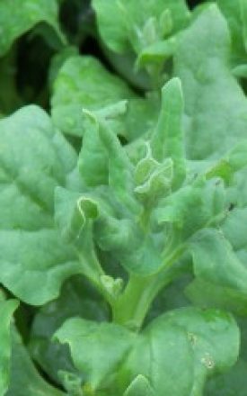 Spinach - New Zealand (Seeds)
