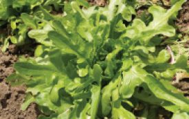 Lettuce - Oakleaf (Seeds)