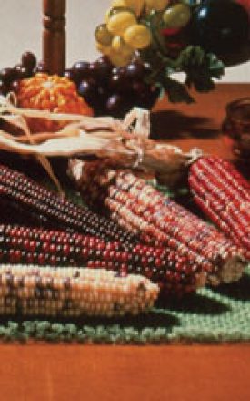 Corn - Mixed Colours (Ornamental Corn) (Seeds)