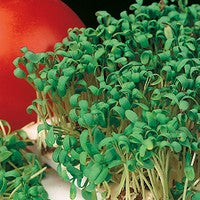 Cress - Extra Curled (Seeds)