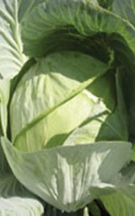 Cabbage - Copenhagen Market (Seeds)