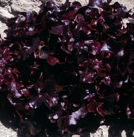 Lettuce - Outrageous Red (Seeds)