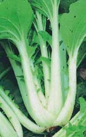 Cabbage - Pak Choi (Chinese Cabbage) (Seeds)