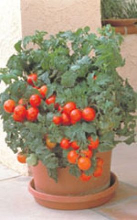 Tomato - Patio Hybrid (Seeds)