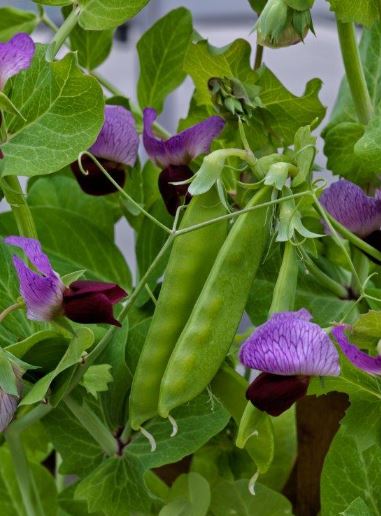 Snow Peas - Little Purple (Seeds)