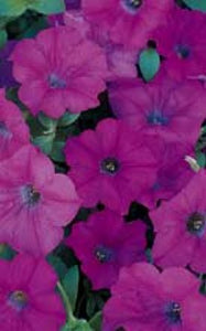 Petunia - Wave Lavender (Seeds)