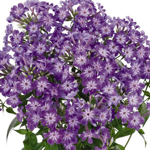 Phlox - Early Purple Eye