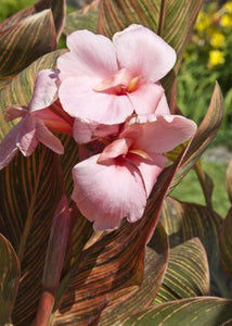 Canna - Pink Sunburst (Water Plant) 4"